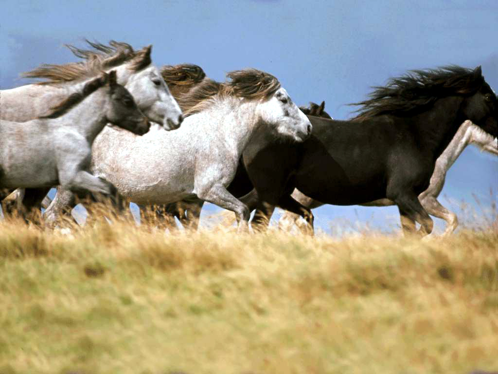 Horse Riding at Edgement Park